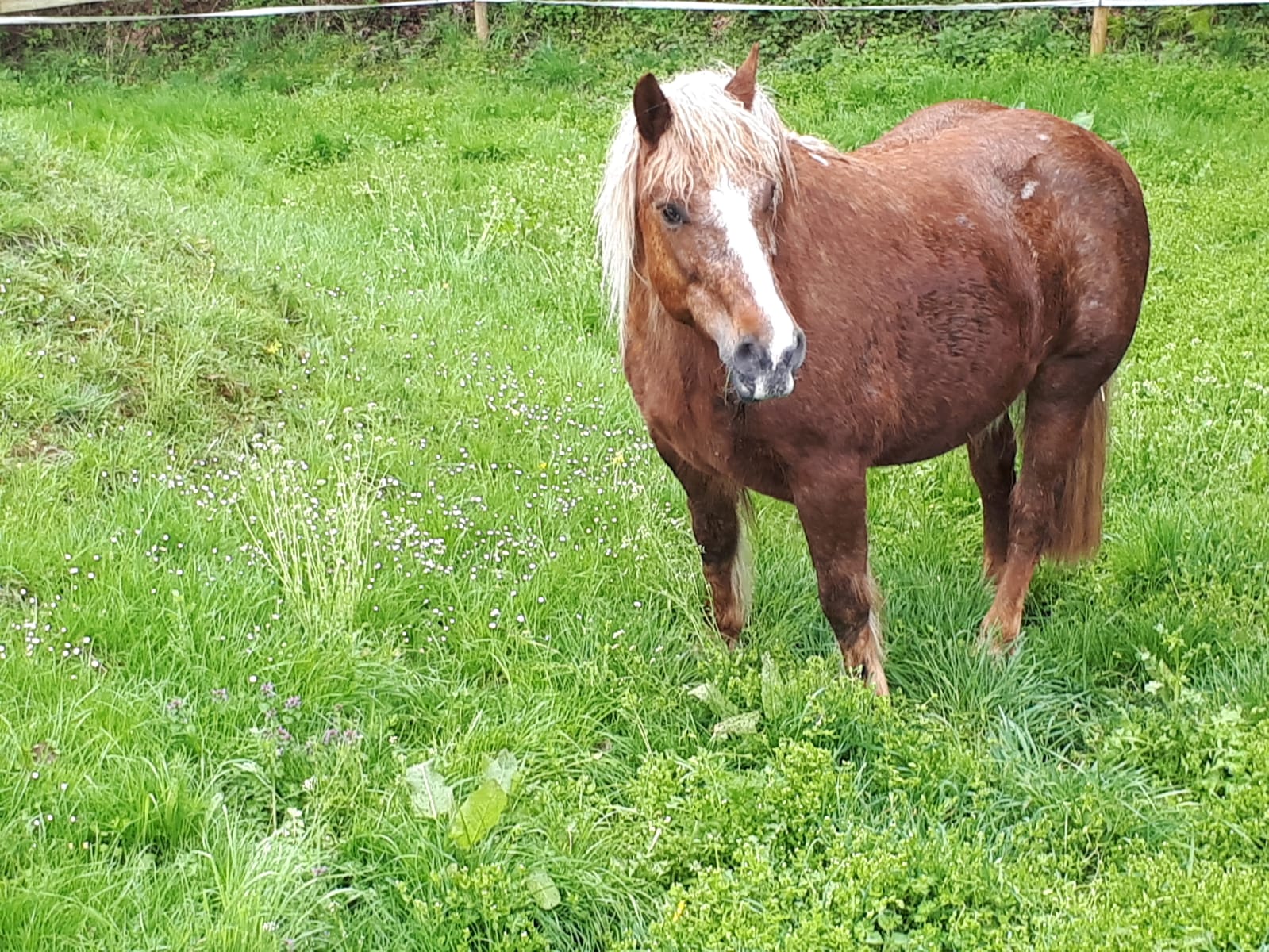 Ronja