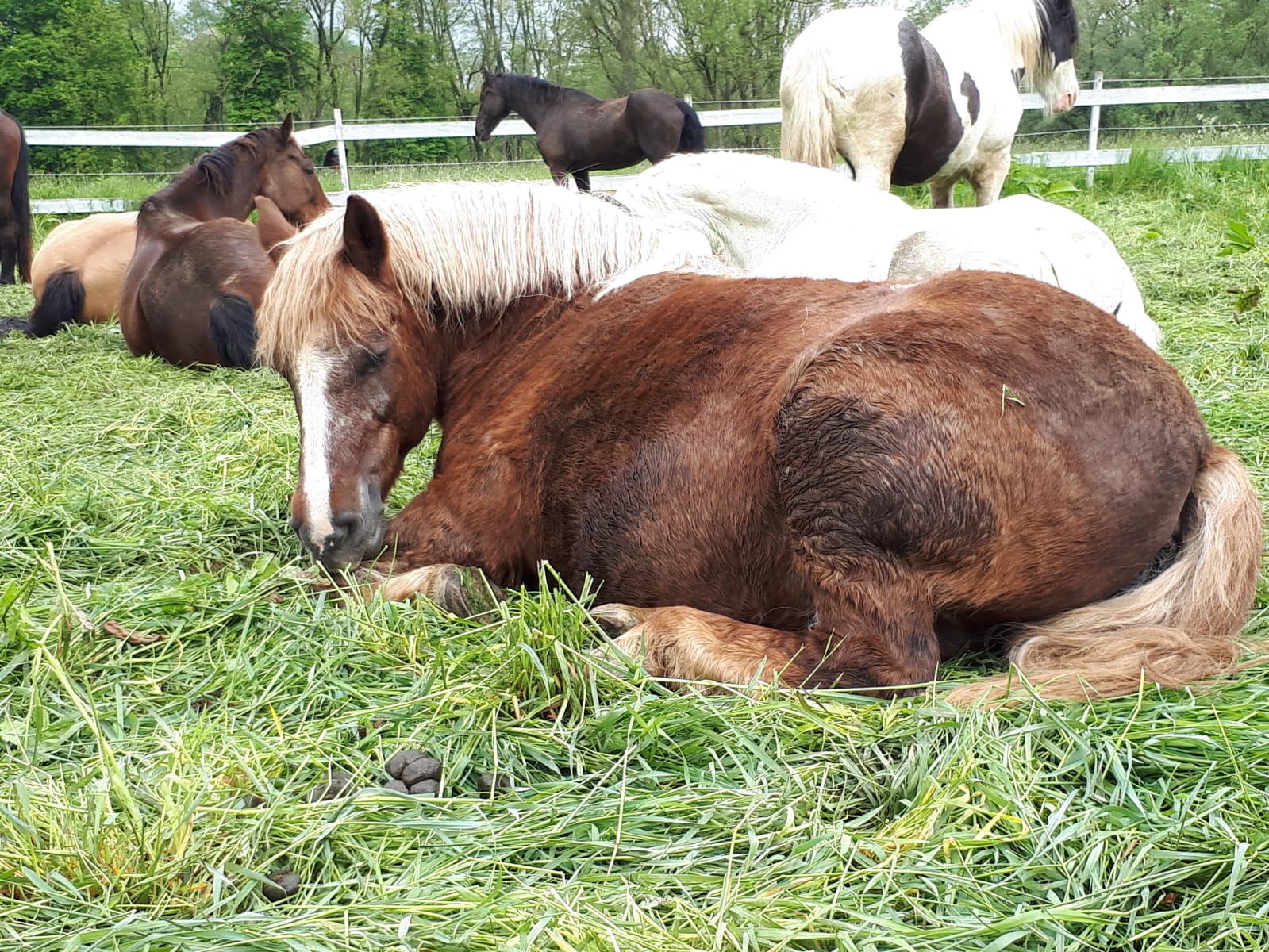 Ronja