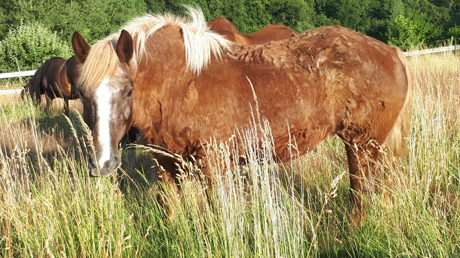 Ronja