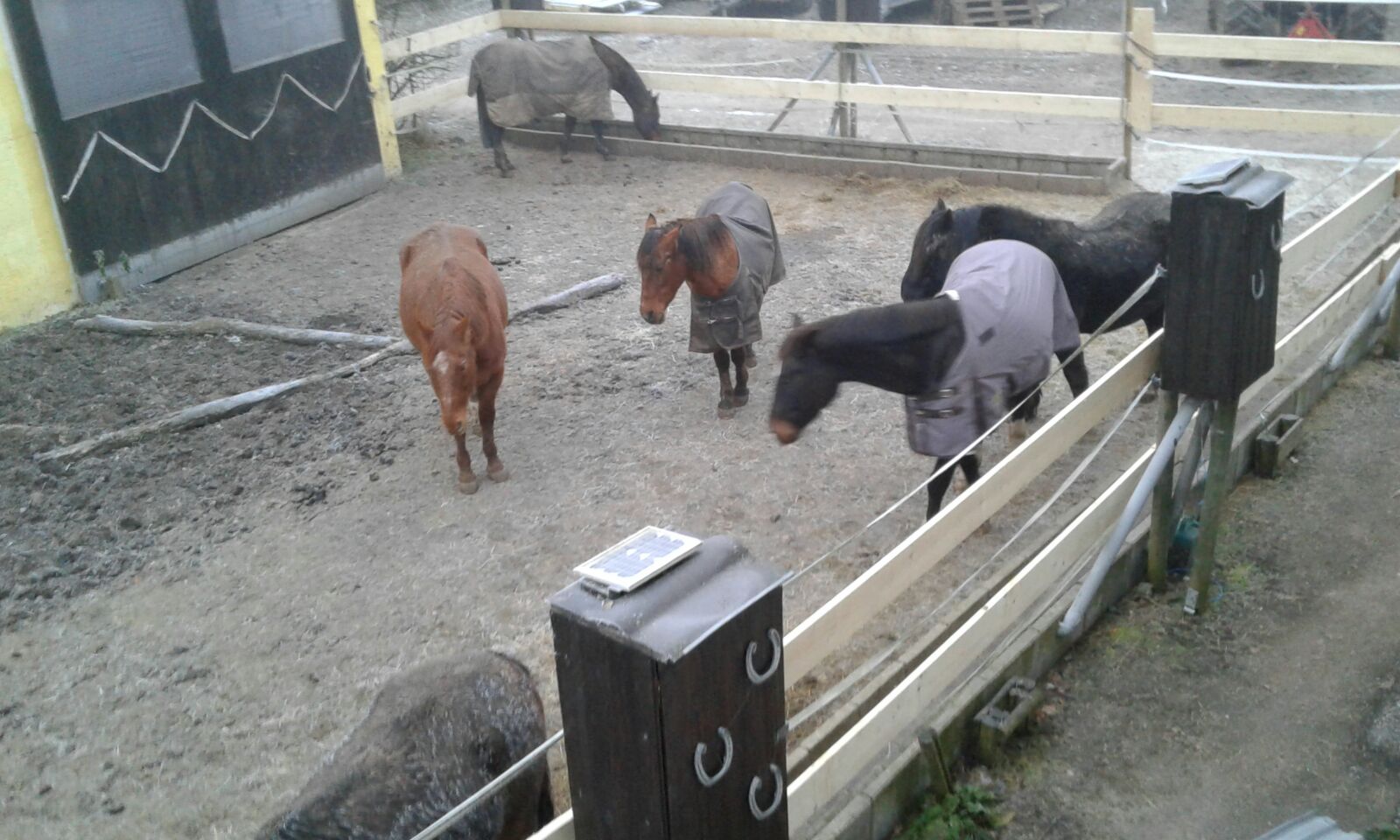 Kraftfutterautomat